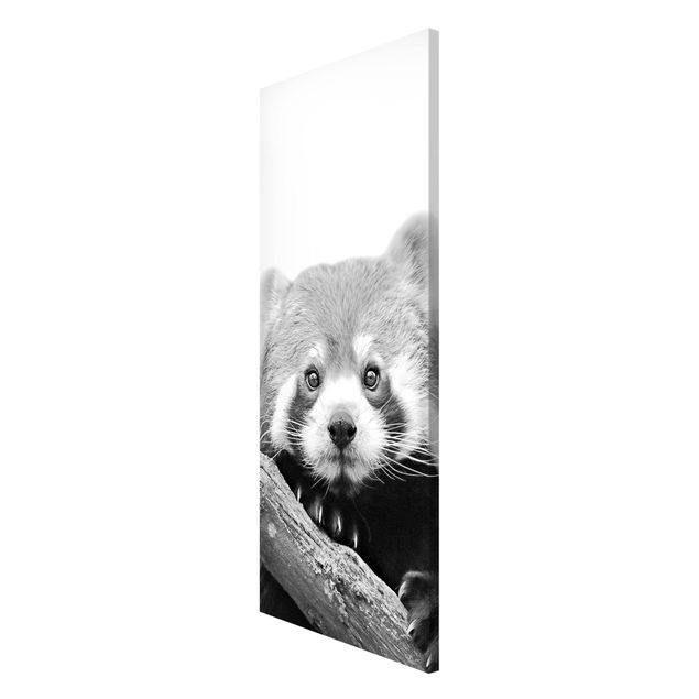 Magnettafel - Roter Panda in Schwarz-weiß - Panorama Hochformat