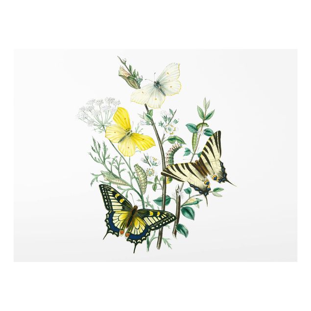 Glas Spritzschutz - Britische Schmetterlinge III - Querformat - 4:3