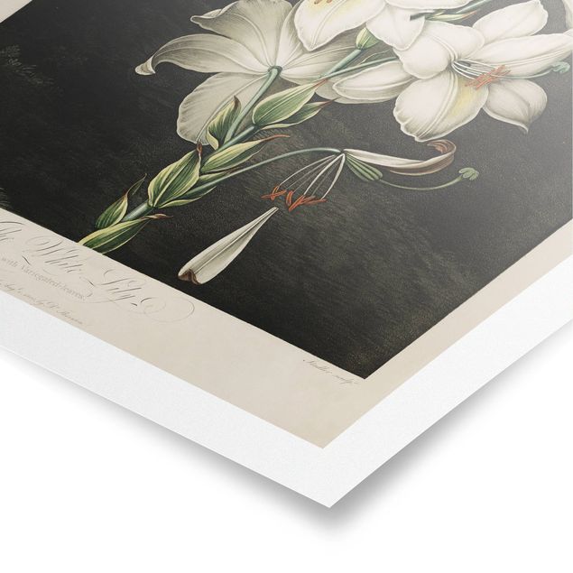 Poster kaufen Botanik Vintage Illustration Weiße Lilie