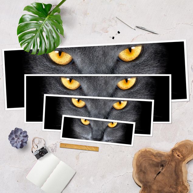Poster - Cats Gaze - Panorama Querformat