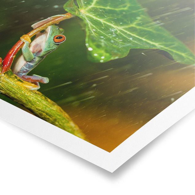 Poster Ein Frosch im Regen