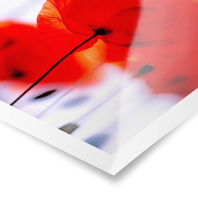 Poster - Magic Poppies - Quadrat 1:1
