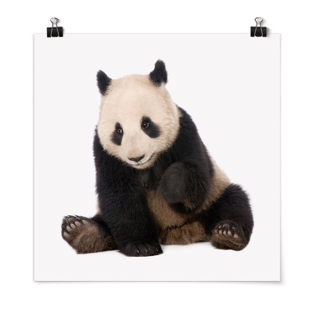 Moderne Poster Panda Tatzen