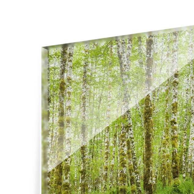 Spritzschutz Glas - Hoh Rainforest Olympic National Park - Querformat - 2:1
