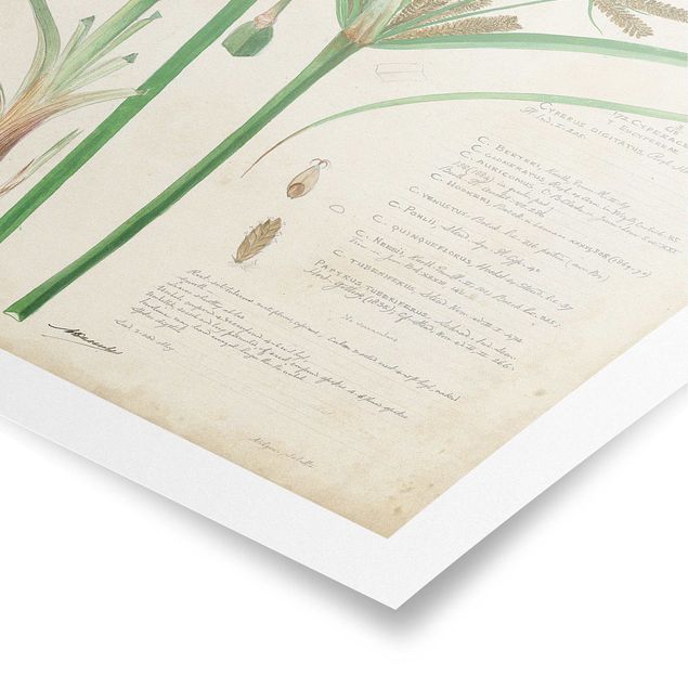Poster bestellen Vintage Botanik Zeichnung Gräser I