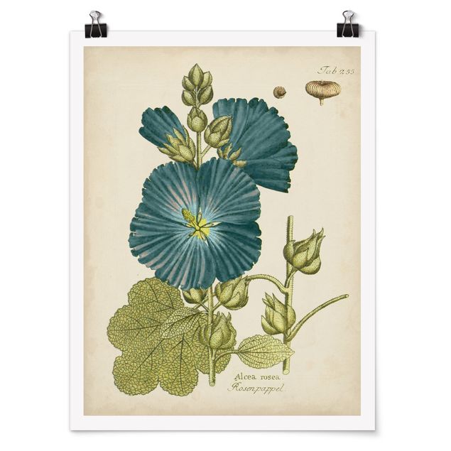 Bilder Vintage Botanik in Blau Rosenpappel