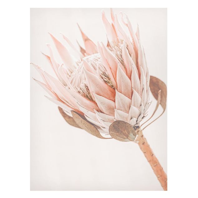 Magnettafel - Protea Königin der Blüten - Hochformat 3:4