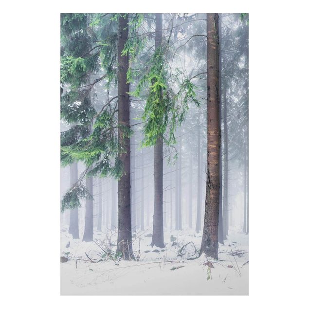 Alu-Dibond - Nadelbäume im Winter - Querformat