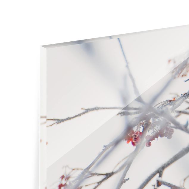 Spritzschutz Glas - Seidenschwanz im Baum - Panorama - 5:2