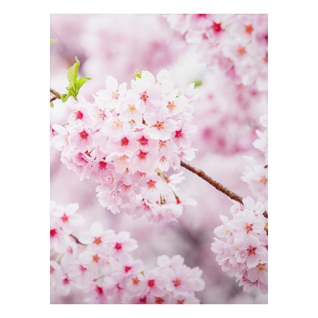 Alu-Dibond - Japanische Kirschblüten - Querformat