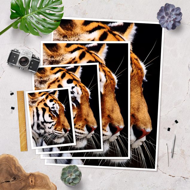 Poster - Tiger Schönheit - Hochformat 3:4