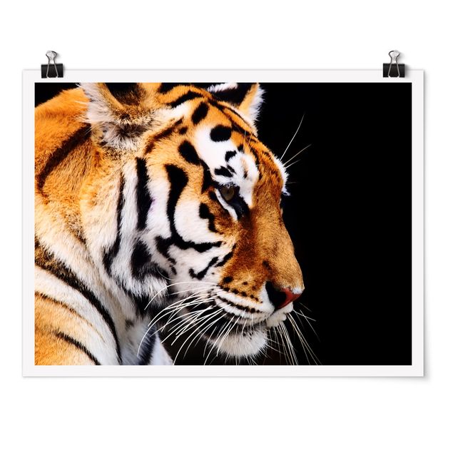 schöne Bilder Tiger Schönheit