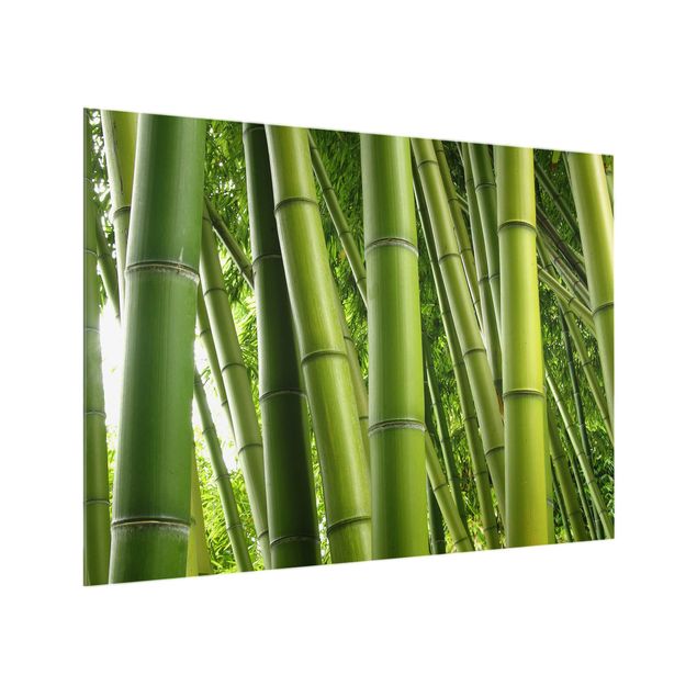 Spritzschutz Natur Bamboo Trees