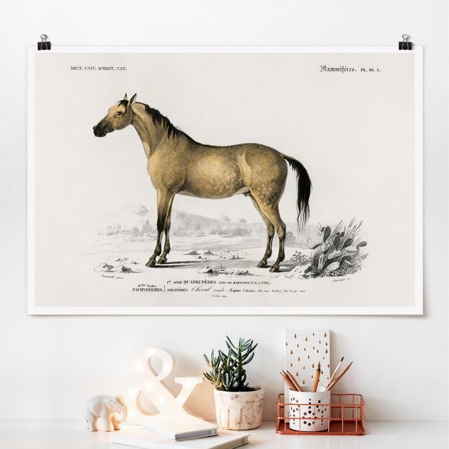 Poster - Vintage Lehrtafel Pferd - Querformat 2:3