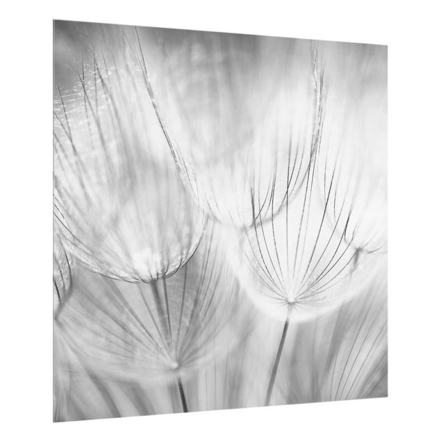Küchenspritzschutz Pusteblumen Makroaufnahme in schwarz weiß