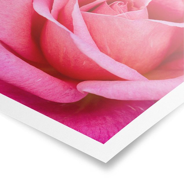 Poster kaufen Pinke Rosenblüte vor Grün