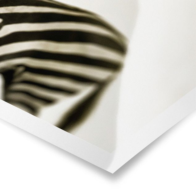 Poster - Zebrapaar - Panorama Querformat