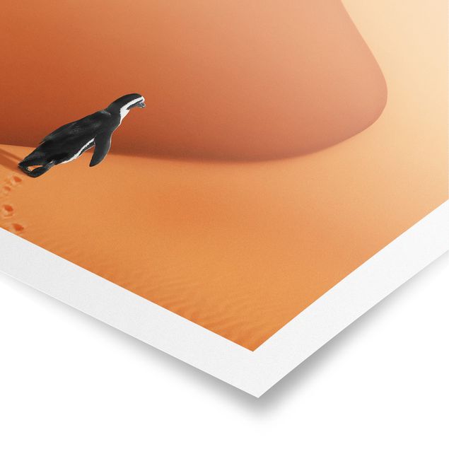 schöne Bilder Wüste mit Pinguin