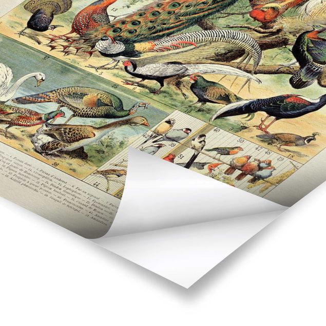 Poster - Vintage Lehrtafel Europäische Vögel - Hochformat 4:3