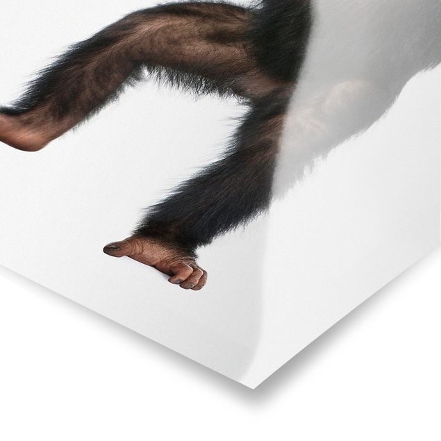 Poster Vergnügter Affe