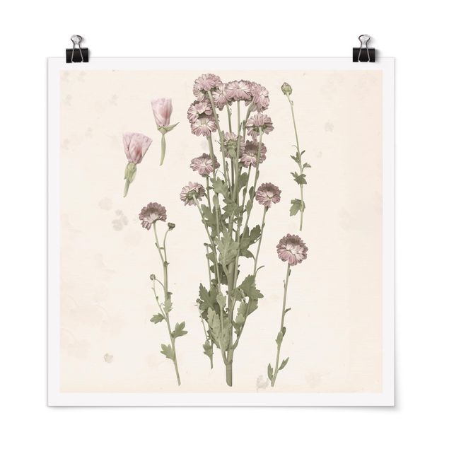 Blumen Poster Herbarium in rosa I