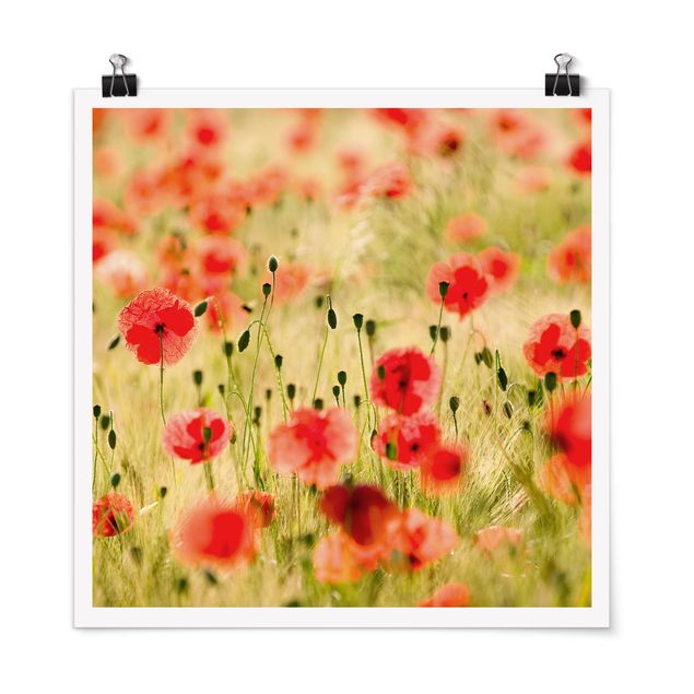 Poster - Summer Poppies - Quadrat 1:1