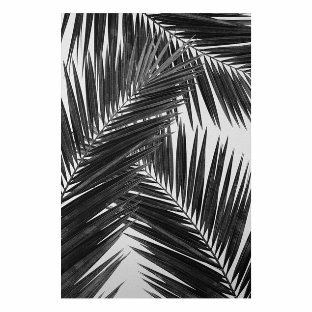 Alu-Dibond - Blick durch Palmenblätter schwarz weiß - Querformat