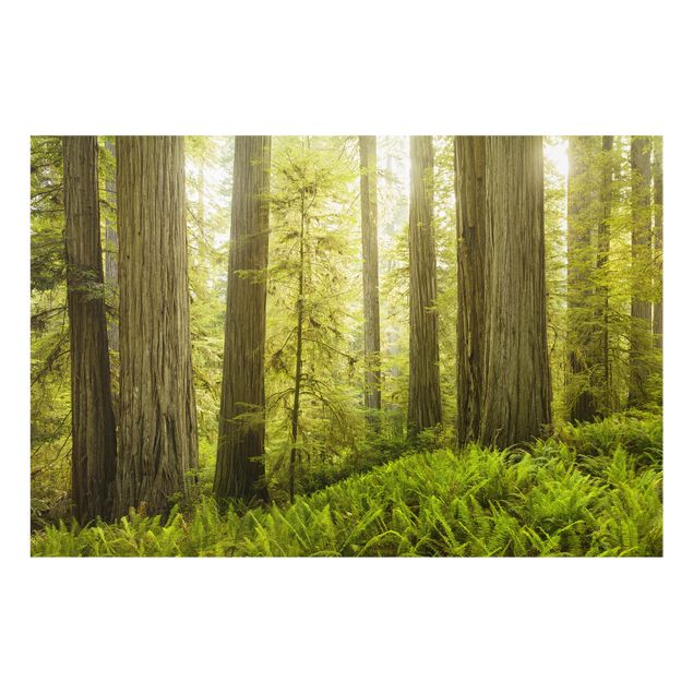 Spritzschutz Glas - Redwood State Park Waldblick - Querformat - 3:2