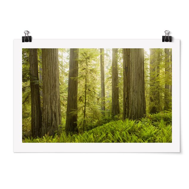 Rainer Mirau Bilder Redwood State Park Waldblick