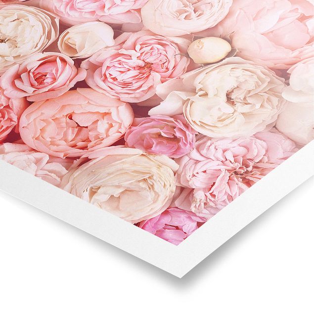 Poster kaufen Rosen Rosé Koralle Shabby