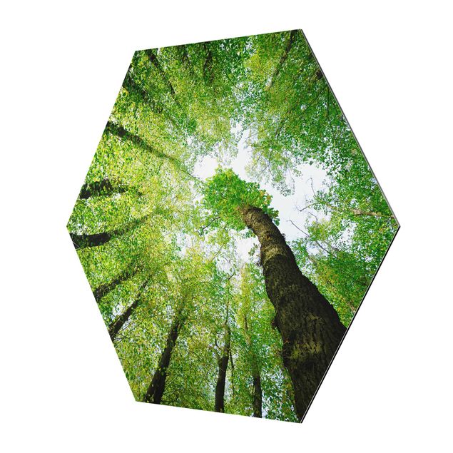 Hexagon Bild Alu-Dibond - Bäume des Lebens