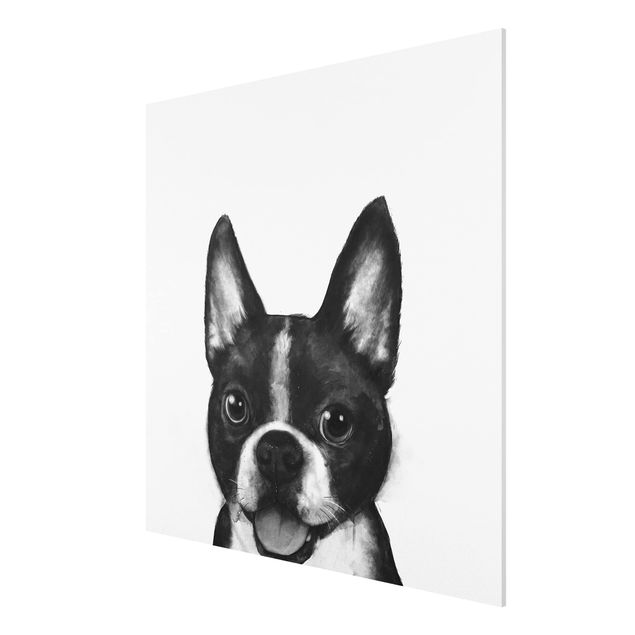 Forex Bilder Illustration Hund Boston Schwarz Weiß Malerei