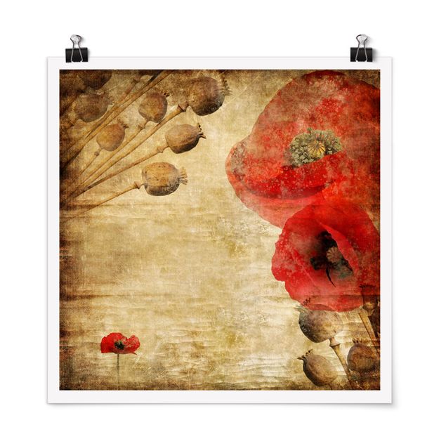 Poster - Poppy Flower - Quadrat 1:1