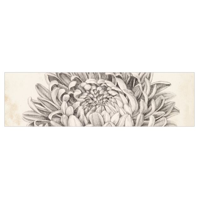 Küchenrückwand Motiv Botanische Studie Chrysantheme II