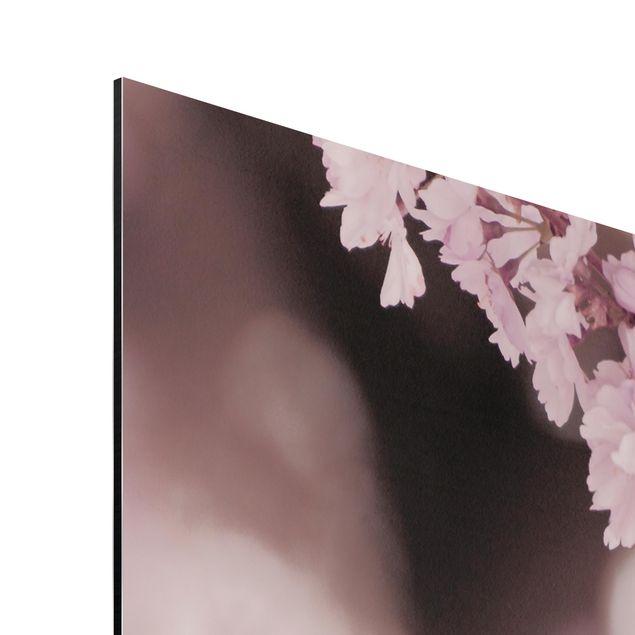 Alu-Dibond - Kirschblüte im Violetten Licht - Panorama