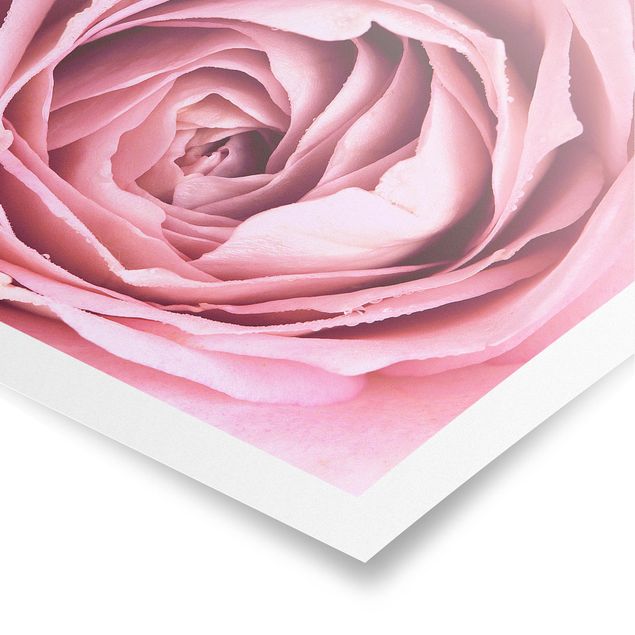 Poster bestellen Rosa Rosenblüte
