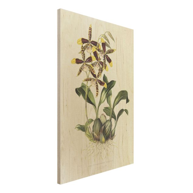 Holzbild Blumen Maxim Gauci - Orchidee II