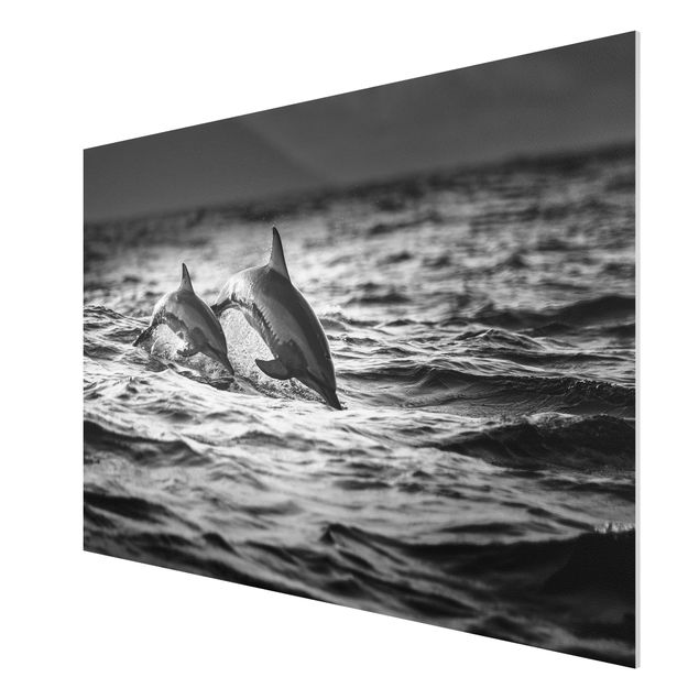 Forex Fine Art Print - Zwei springende Delfine - Querformat 2:3
