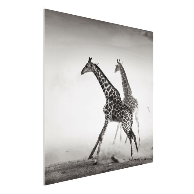 Bilder Giraffenjagd