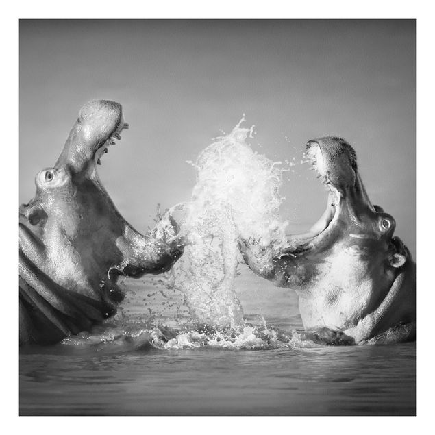 Bilder auf Hartschaumplatte Hippo Fight