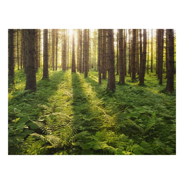 Rainer Mirau Sonnenstrahlen in grünem Wald