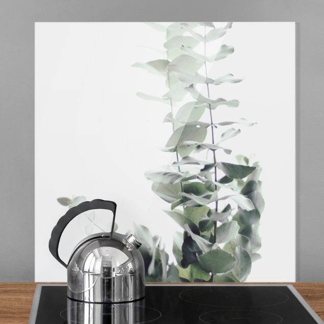 Glasrückwand Küche Blumen Eukalyptus im Weißen Licht