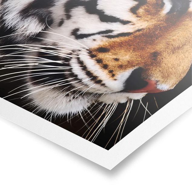 Poster kaufen Tiger Schönheit