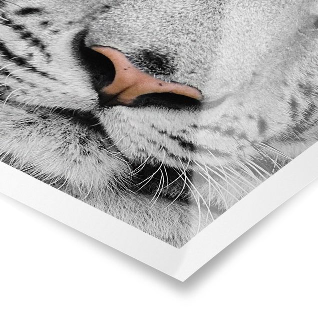 Poster - Weißer Tiger - Hochformat 3:2