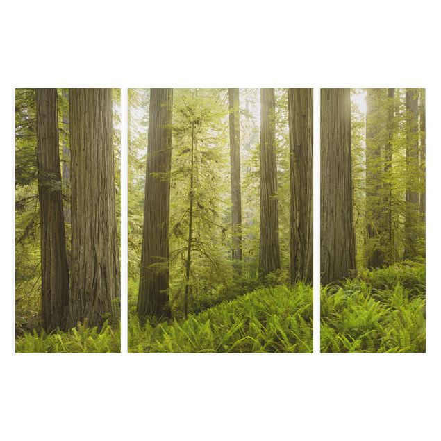 schöne Leinwandbilder Redwood State Park Waldblick