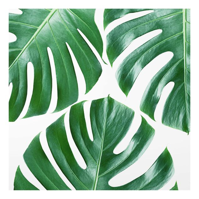 Glas Spritzschutz - Tropische grüne Blätter Monstera - Quadrat - 1:1