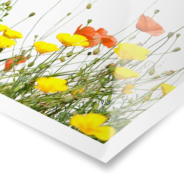 Poster - Wild Flowers - Quadrat 1:1