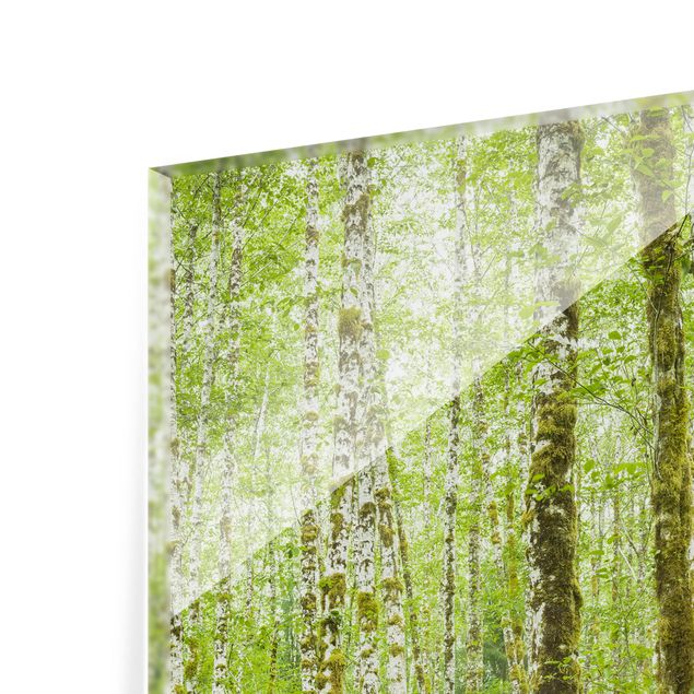 Glas Spritzschutz - Hoh Rainforest Olympic National Park - Quadrat - 1:1