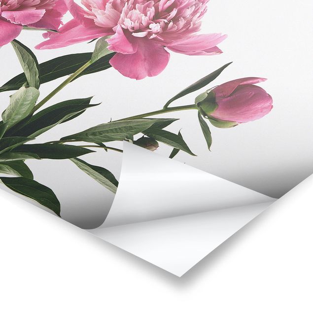 Poster - Blüten und Knospen Pink auf Weiß - Querformat 2:3