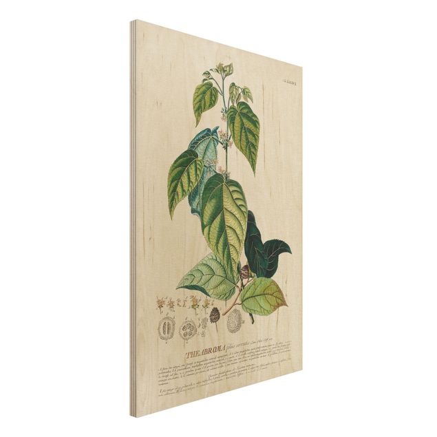 Holzbild Blumen Vintage Botanik Illustration Kakao